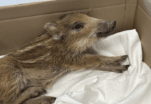 Kleiner Frischling auf großer Tour: Wildschwein erkundet Hauptstraße und landet bei Polizei