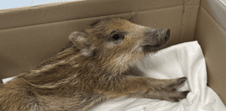 Kleiner Frischling auf großer Tour: Wildschwein erkundet Hauptstraße und landet bei Polizei