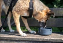 Auch Tiere leiden unter sommerlichen Temperaturen: Tipps gegen Sonnenbrand, Hitzeschock und Co.