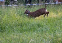 Luchs ausgewildert: Koda lebt jetzt im Pfälzerwald