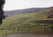 Kreativer Flächentausch an der Mosel rettet Weinlage „Piesporter Goldtröpfchen“