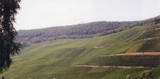 Kreativer Flächentausch an der Mosel rettet Weinlage „Piesporter Goldtröpfchen“