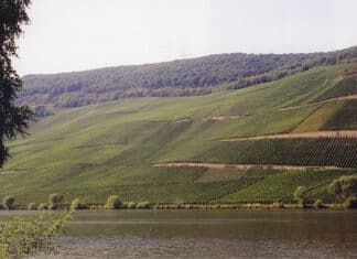 Kreativer Flächentausch an der Mosel rettet Weinlage „Piesporter Goldtröpfchen“