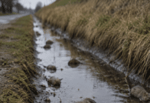 RLP: 40 Tote Ratten, beißender Geruch – Spaziergänger macht Ekel-Fund im Wassergraben!