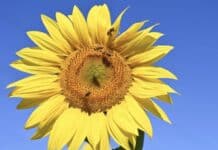 Region: Sommerhitze bleibt – Temperaturen bis zu 36 Grad – Hitzegewitter möglich